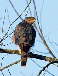 Cooper's hawk perched in a tree