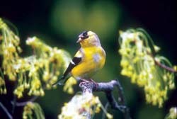 Moulting Goldfinch