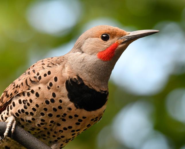 Enhanced Autumn Wild Bird Seed Mix K103 - KingsCrops