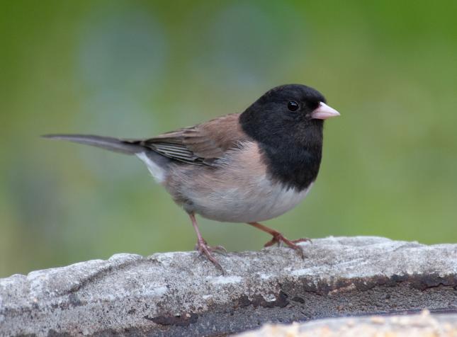 Dark-eyed Junco by Larry Naylor