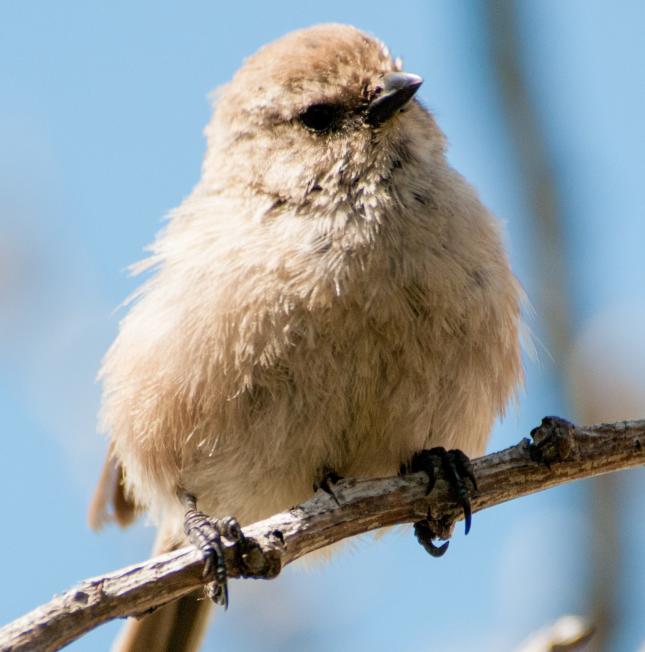 BirdReel Smart Bird Feeder - Now Available at more than 140 Wild Birds  Unlimited stores around the country or on-line at order.wbu.com!