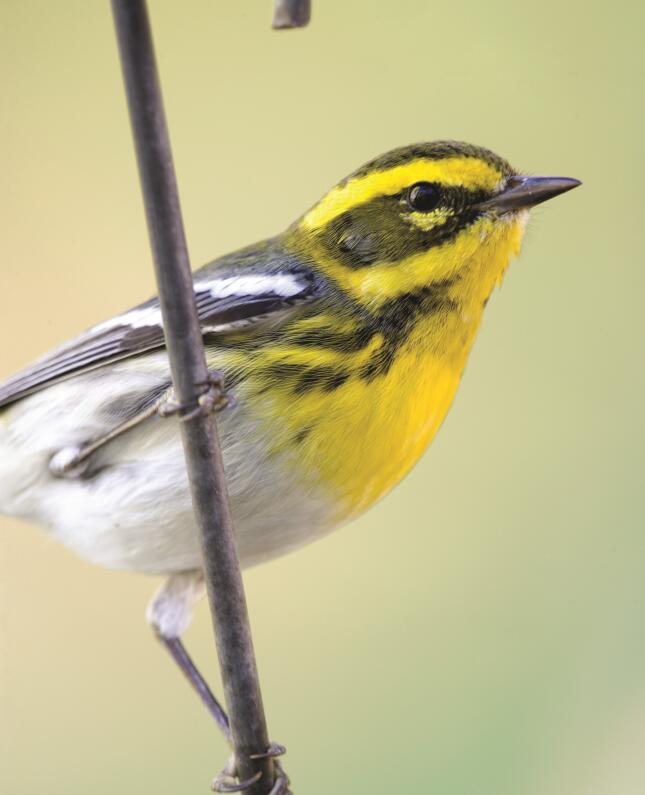 Townsend's Warbler on S hook