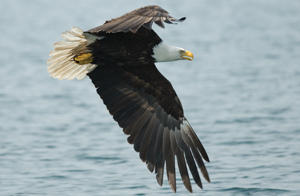 Bald Eagle in flight