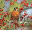 American Robin sings on branch with berries