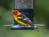 Western Tanager at Feeder by Larry Naylor