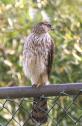 Cooper's Hawk Juvenile perched on fence