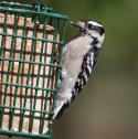 Downy Woodpecker Errol Taskin Project FeederWatch 2024