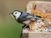 White-Breasted Nuthatch Errol Taskin Project FeederWatch 2024