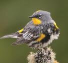 Yellow-Rumped Warbler perched looking right