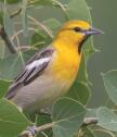 Bullock's Oriole female on eucalyptus Stuart Clark Facing right WBU