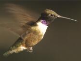 Black-Chinned Hummer showing purple flipped