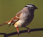 White-crowned Sparrow on branch flipped