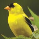 American Goldfinch with bright plumage flipped